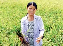 Nông dân khốn đốn vì lúa lép hạt