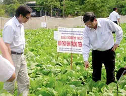 Thử nghiệm trồng rau bằng thuốc “tăng phọt” : Chưa có sự khác biệt lớn