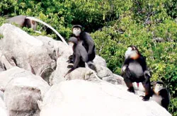 Ông Tây trên đất Hòn Hèo ảnh 2