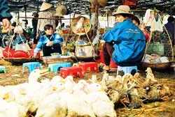 Thức ăn đường phố - Mối nguy thời khuẩn tả!