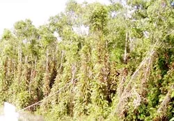 Rừng U Minh Hạ - Căng mình gác lửa