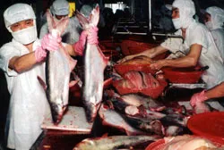 ĐBSCL: Giá cá tăng, nhiều nông dân ôm hận…