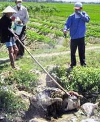 Dịch heo tai xanh - Nguy cơ lan rộng