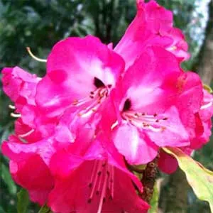 Lào Cai: Hoa đỗ quyên nở rực rỡ đỉnh Fansipan