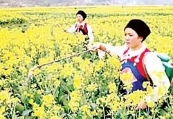 Nhiên liệu sinh học - Thủ phạm làm giảm sản lượng lương thực thế giới