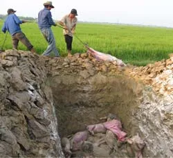 Thái Nguyên xuất hiện dịch heo tai xanh