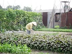 Nông dân ngoại thành thời đô thị hóa: Cái khó ló cái khôn ảnh 2
