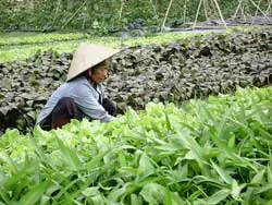 Nông dân ngoại thành thời đô thị hóa: Cái khó ló cái khôn