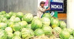 Miền Trung: Mất mùa lúa, “úa” mùa dưa