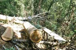 Còn đâu rừng Tây Nguyên?