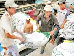 Gạo về TPHCM vẫn ổn định ảnh 3