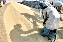 Giá lương thực sẽ giảm vào mùa hè này