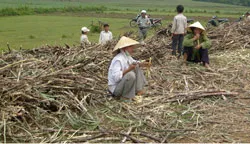 Thanh Hóa: Mía không còn ngọt
