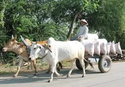 Bài 1: Mô hình Chợ Mới