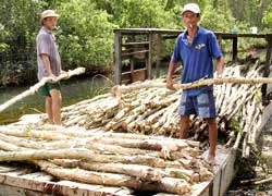 Đồng loạt “chém” tràm ảnh 2