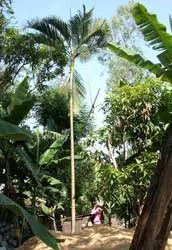 Phú Yên: Cây dừa cảnh cao hơn 10m