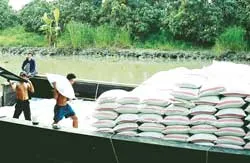 Xuất khẩu gạo đang theo một tiến độ chuẩn xác