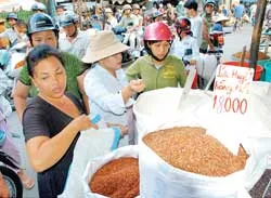 Sáng nay, gạo trở lại mức giá trước khi “sốt”