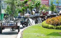 Cây kiểng tràn xuống lòng đường