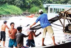 Giá gạo xuất khẩu sẽ đạt đỉnh 1.400 USD/tấn ?