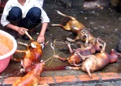 Kinh doanh thịt chó - Cấm cho có?