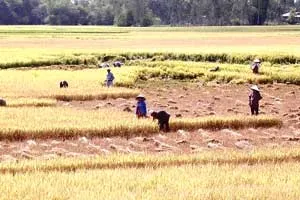 Bùng nổ quy hoạch khu công nghiệp và đô thị ở Long An: Nông dân sẽ làm gì?