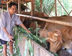 Bò vàng trở lại thời hoàng kim!