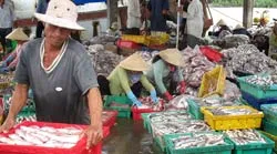 Bán đảo Cà Mau: Đau đầu với tôm