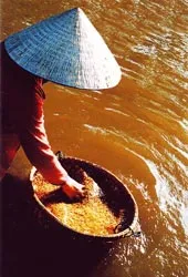 Cần Thơ gạo trắng nước trong