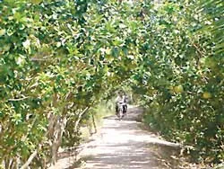 Xây dựng nhiều tuyến đường nông thôn