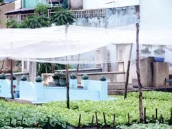 Thuê đất ô nhiễm để trồng rau (!)