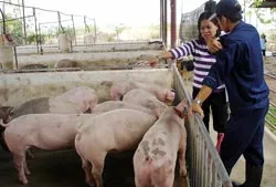 Nuôi heo bằng… thảo dược!