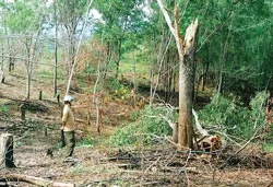 Kon Tum: Phá rừng trồng sắn