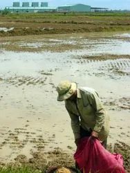 ĐBSCL “khai tử” ruộng vườn