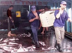 Xuất khẩu tốt, giá vẫn giảm!