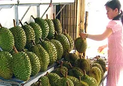 Sầu riêng - mối lo hội nhập