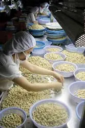 Việc chậm giao hàng điều nhân: Sức ép ngày càng lớn