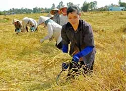 Cảnh báo của nhà khoa học về an ninh lương thực quốc gia: Phải tính toán căn cơ và toàn diện