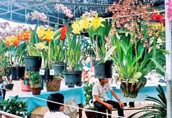 Ngày 6-6, khai mạc Hội cây-trái ngon, an toàn tỉnh Bến Tre lần VIII