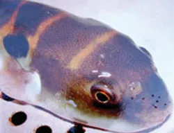 Phát hiện loài cá lạ ở Nhà máy Thủy điện Hòa Bình