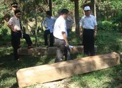 Việc phá rừng là có thật!