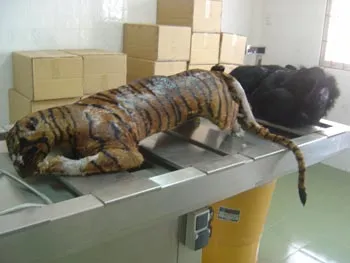 Tiêu hủy xác 2 con hổ Đông Dương và gấu ngựa