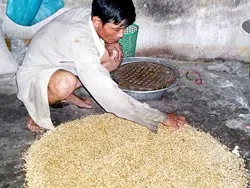 Bình Định: Nông dân “gặp sự cố” vì lúa giống