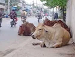 Hiểm họa từ “ngôi nhà cũ” ảnh 2