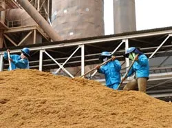 Lương thực hay năng lượng? ảnh 2