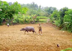 Quê mới của người Đan Lai ảnh 2