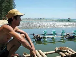 Miền Trung: Tôm chết yểu, người nuôi khốn đốn