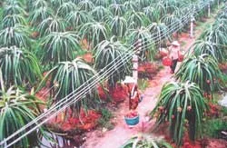 Xuất khẩu trái cây vào Trung Quốc: Cơ hội mới