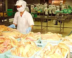 Cá tra, cá basa ở ĐBSCL: Hầm cá đang “lạnh” vì phát triển quá “nóng”?