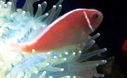 Nha Trang: Xuất khẩu 3.000 con cá khoang cổ đỏ